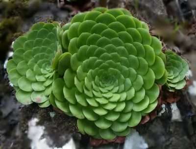Suculenta gigante Aeonium Glandulosum