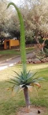 Suculenta gigante Agave attenuata
