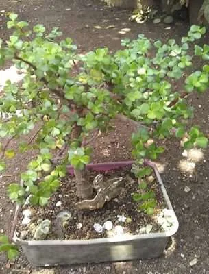 Portulacaria afra