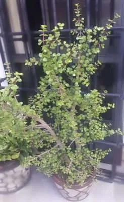 Portulacaria afra características