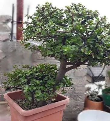 Portulacaria afra cuidados
