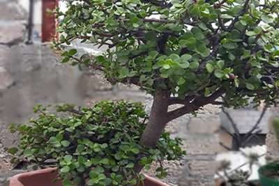 Portulacaria afra cuidados