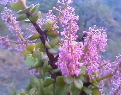Portulacaria afra podar