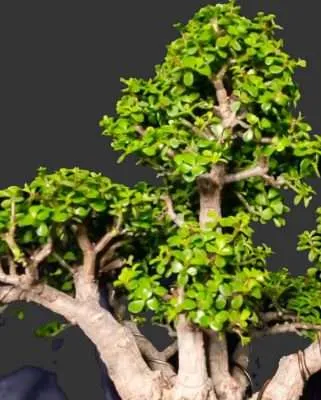 Portulacaria afra usos