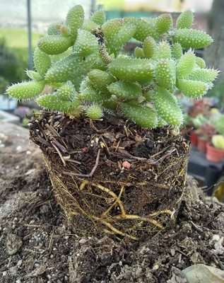 error en suculentas no cambiar sustrato