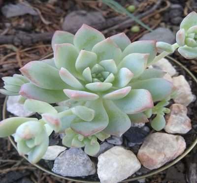 error en suculentas no adaptar