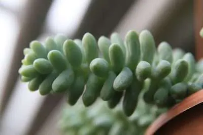 Sedum burrito agua