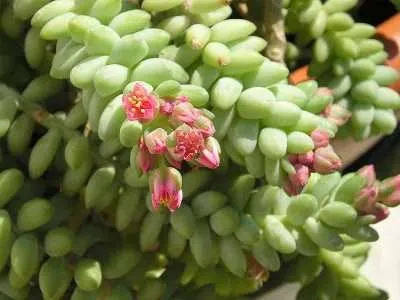 Sedum burrito floración