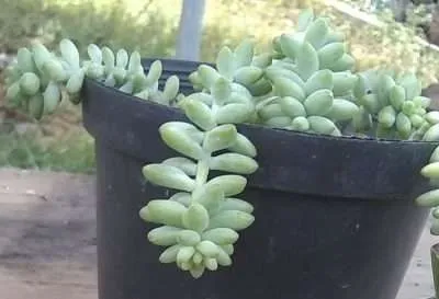 Sedum burrito características