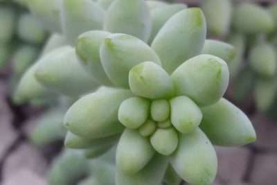 Sedum burrito