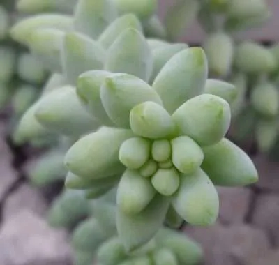 Sedum burrito