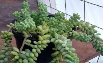 Sedum burrito luz