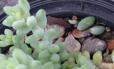 Sedum burrito sustrato