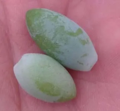 Sedum burrito propagación