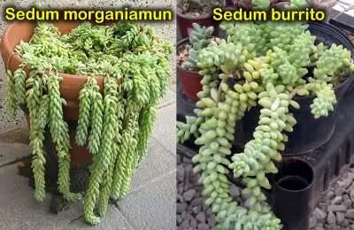 Sedum burrito diferencias