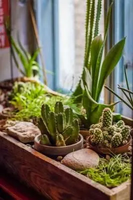 cactus en el hogar