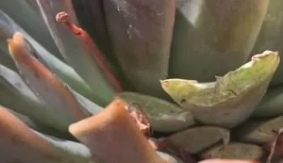 Babosas y caracoles eliminar