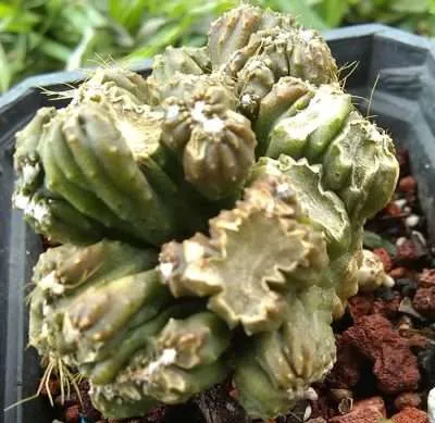 Babosas y caracoles plantas