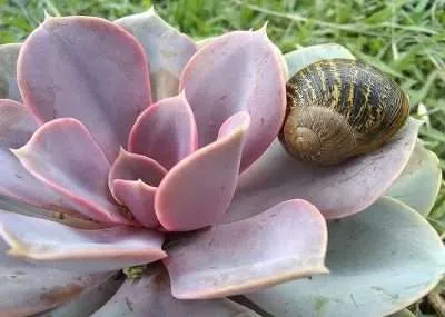 Babosas y caracoles