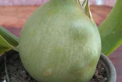 Albuca bracteata