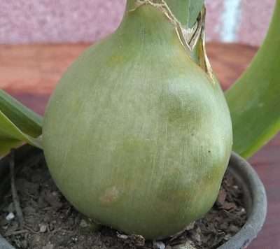 Albuca bracteata