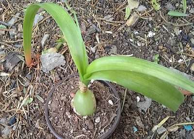 Albuca bracteata características