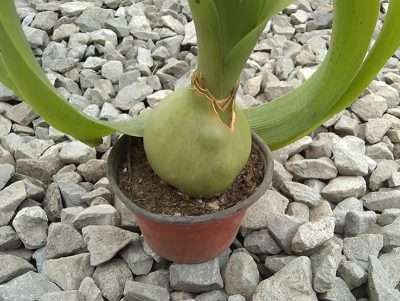 Albuca bracteata sustrato