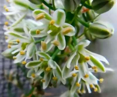 Albuca bracteata floración