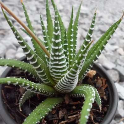 Haworthia attenuata