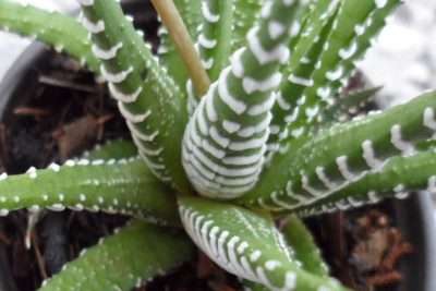 Haworthia attenuata características