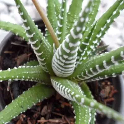 Haworthia attenuata características