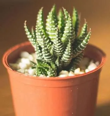 Haworthia attenuata propagación
