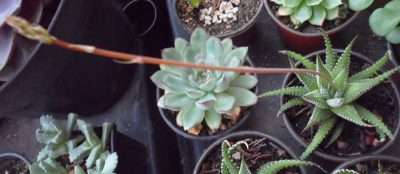 Haworthia attenuata floración