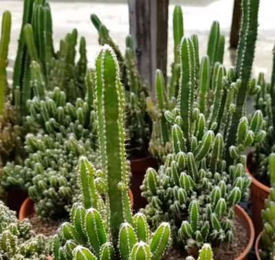 Suculenta gigante Cereus Peruvianus