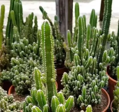 Suculenta gigante Cereus Peruvianus
