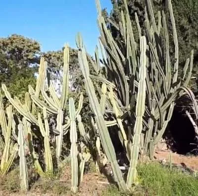 Suculenta gigante Cereus Peruvianus 1