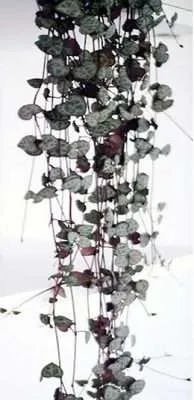 Ceropegia woodii 1