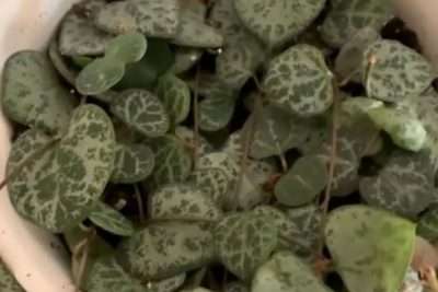 Ceropegia woodii luz