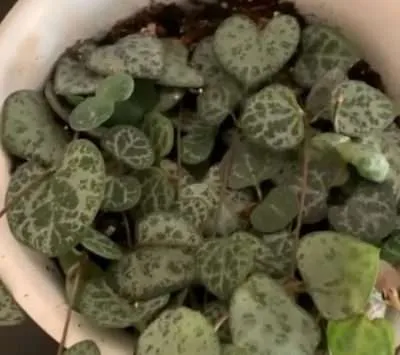 Ceropegia woodii luz