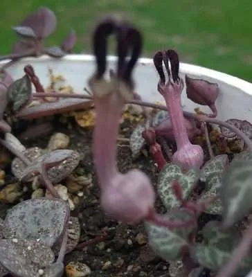 Ceropegia woodii floración