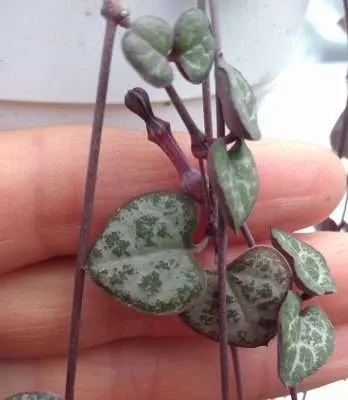 Ceropegia woodii