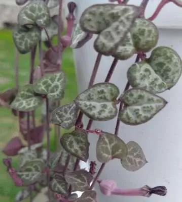Ceropegia woodii características