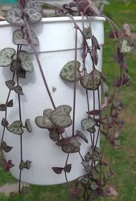 Ceropegia woodii agua