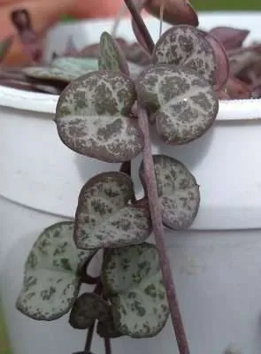 Ceropegia woodii propagación