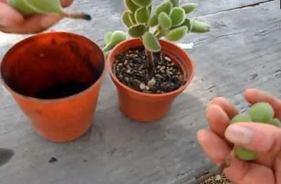 Cicatrizantes carbón vegetal