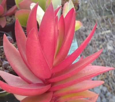 Crassula de fuego curiosidades