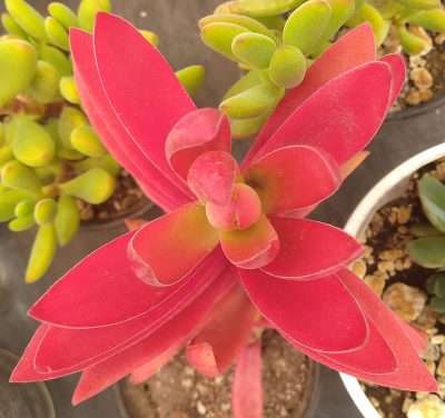 Crassula de fuego características