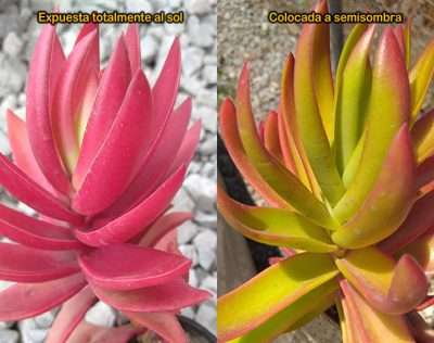 Crassula de fuego luz