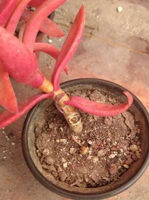 Crassula de fuego sustrato