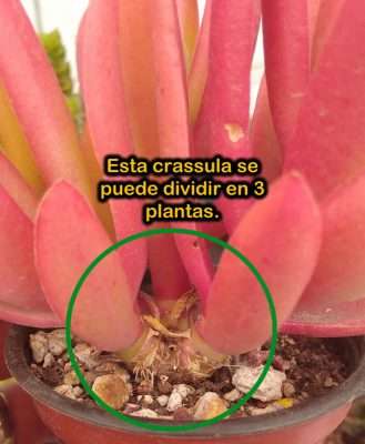 Crassula de fuego propagación